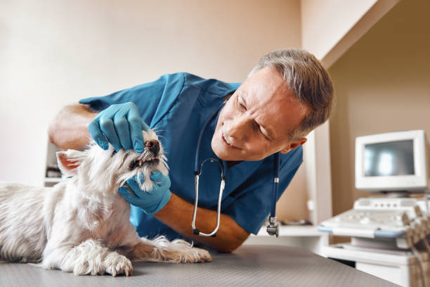Best Emergency Dental Care for Broken or Chipped Teeth in Falls Church, VA
